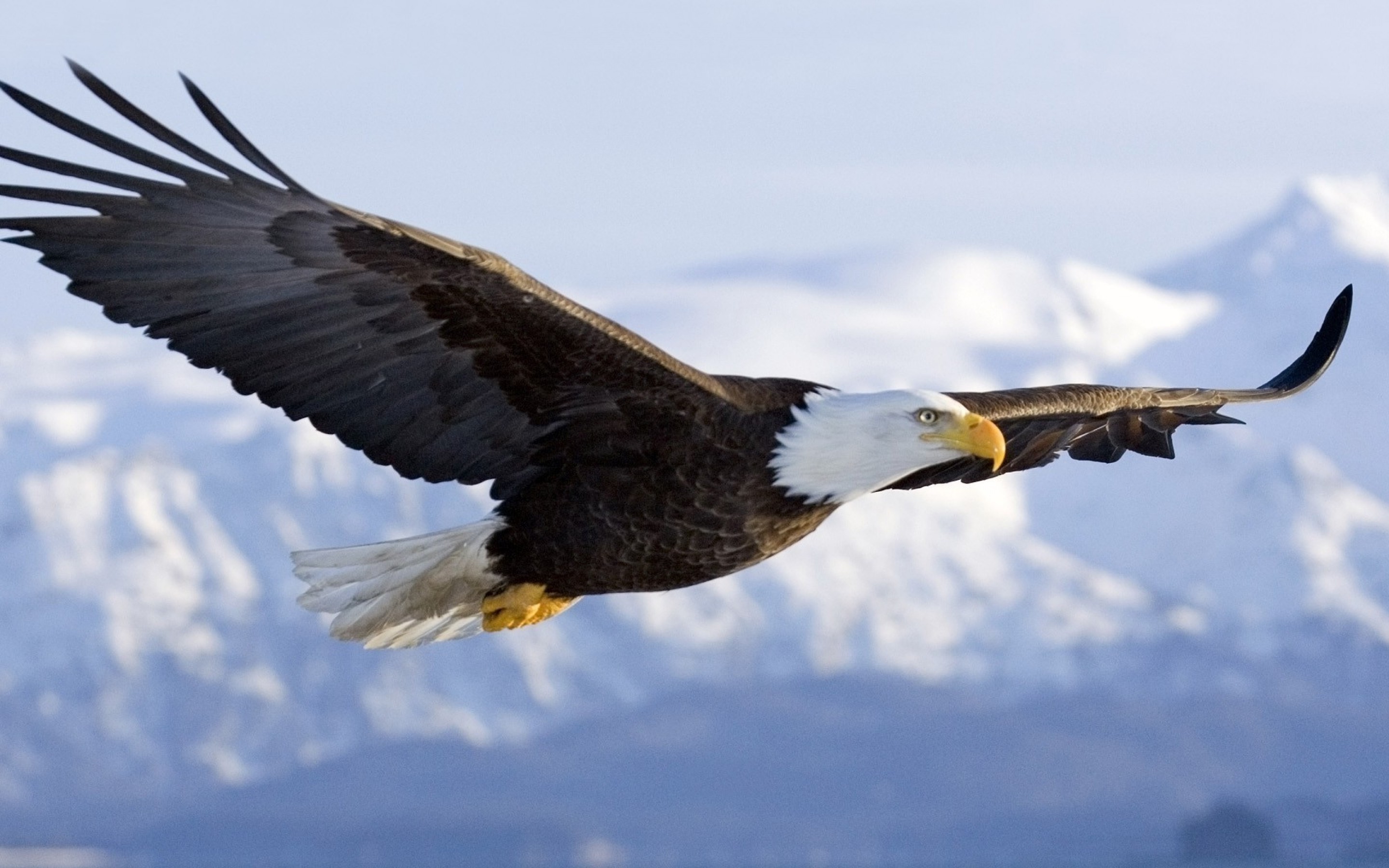 Bald Eagle Pictures