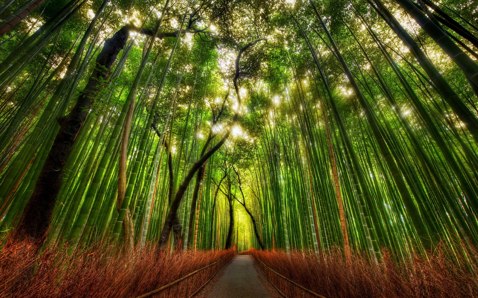Bamboo forest road