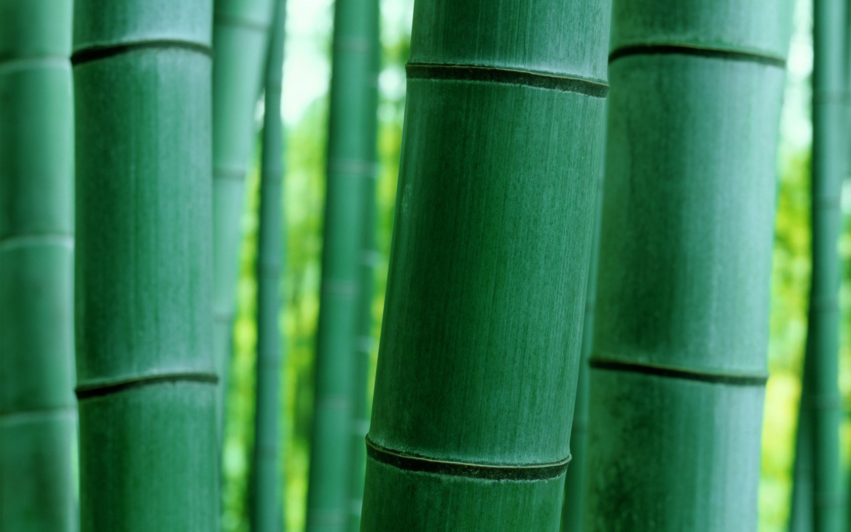 Bamboo Nature Bokeh