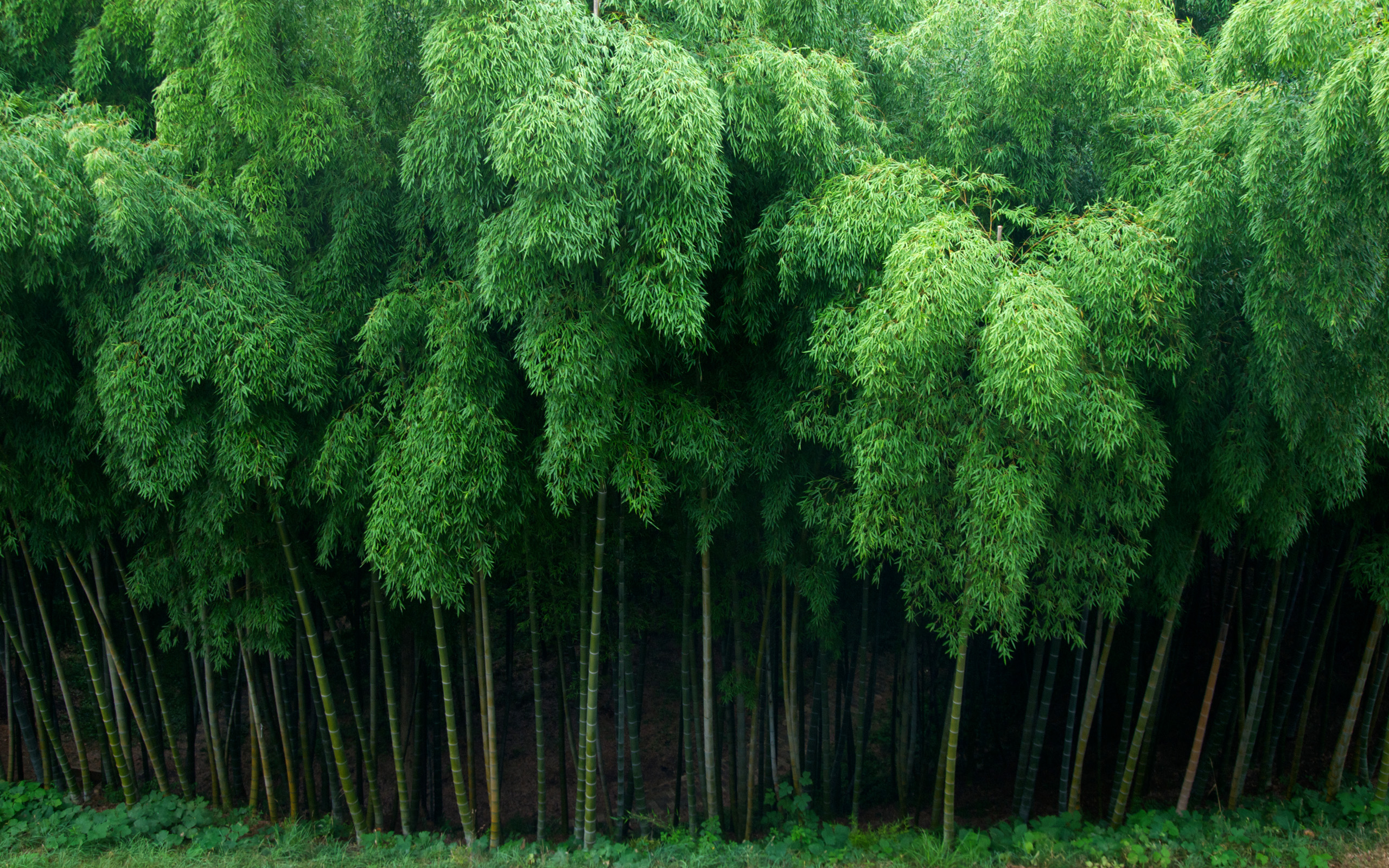 HD Wallpaper | Background ID:326595. 2560x1600 Earth Bamboo