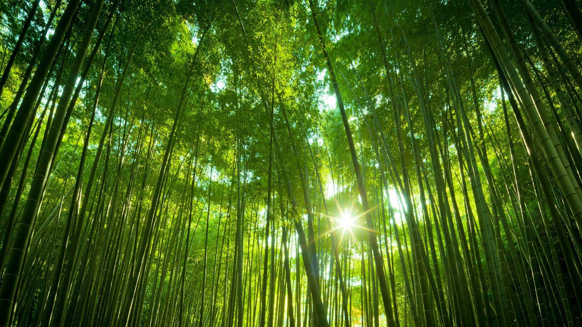 Bamboo Wallpaper · Bamboo Wallpaper ...