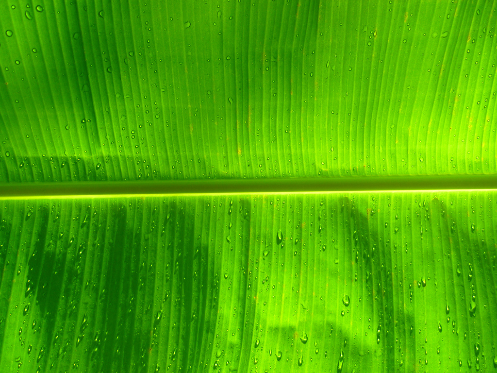 Banana leaf | by stopglobalwarming Banana leaf | by stopglobalwarming