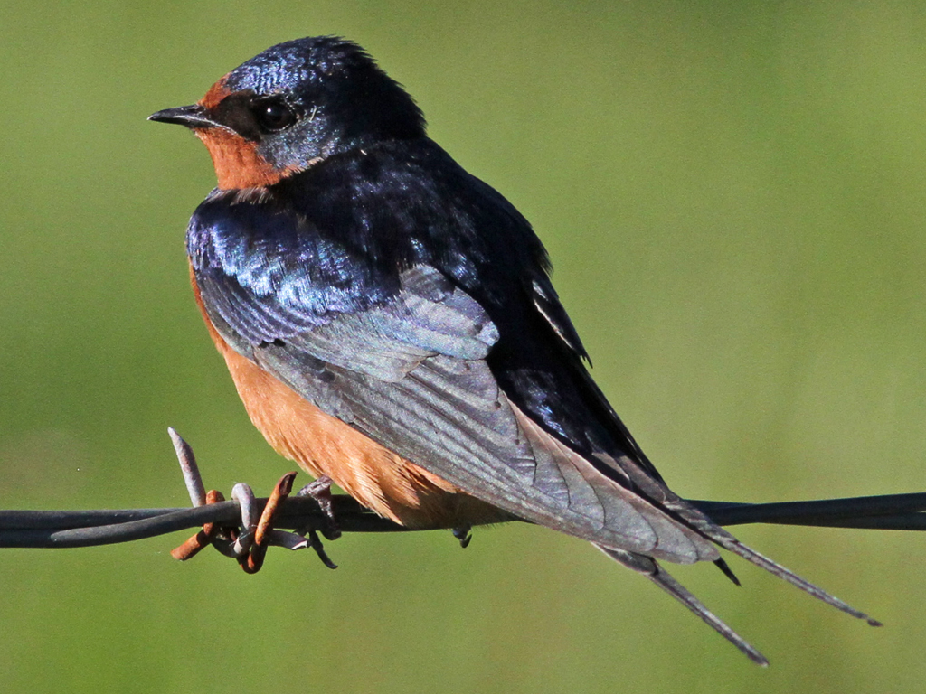 The barn swallow is a common nesting bird in the Refuge and on the Peninsula. It does not spend the winter here. It tends to build its nests on human-made ...