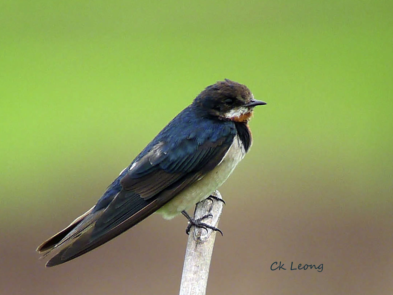 Winter migration is here again and leading the charge are thousands of Barn Swallows. You see them in all kinds of habitat from coastal to montane areas.