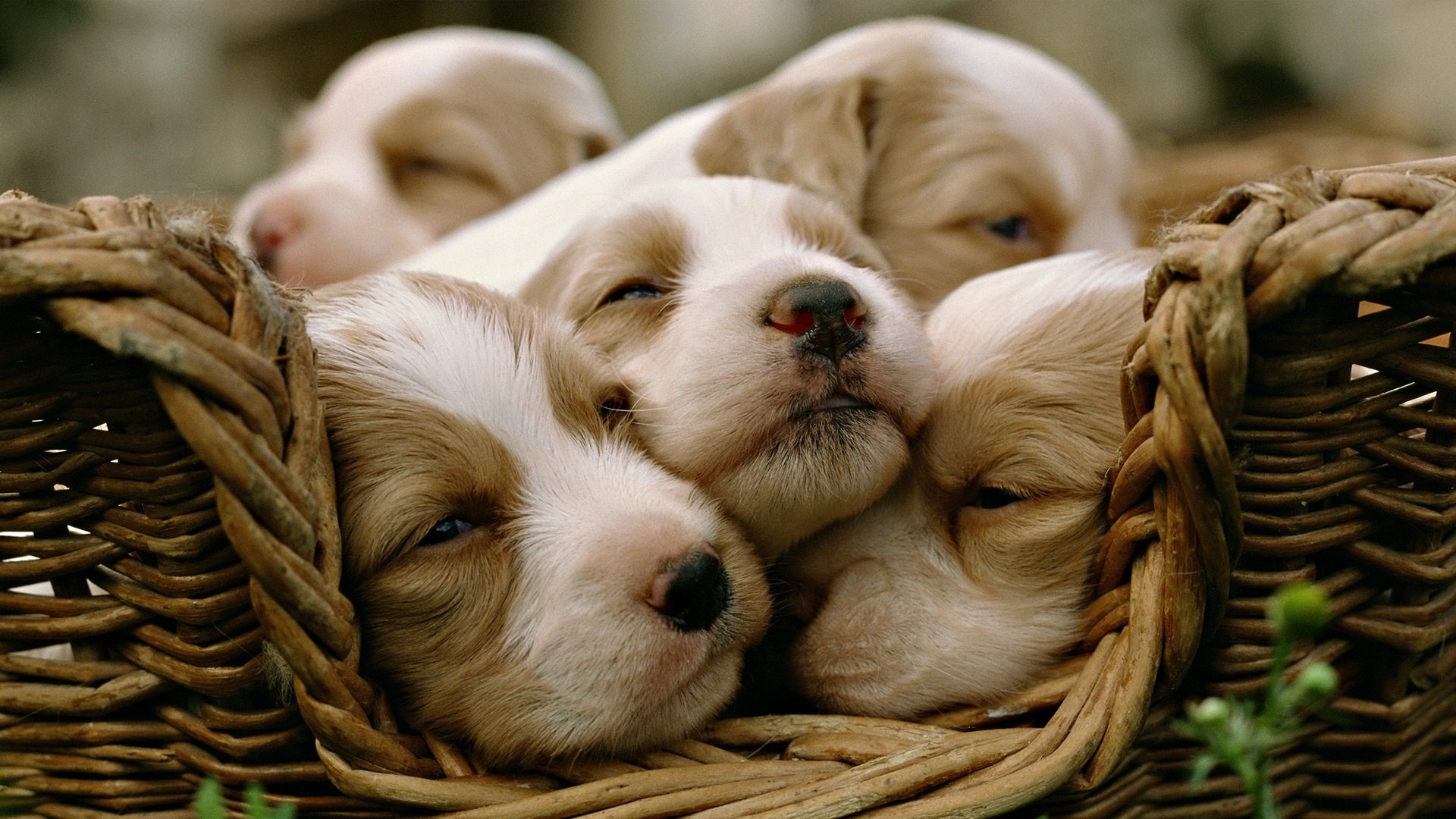 Basket Dogs Puppies