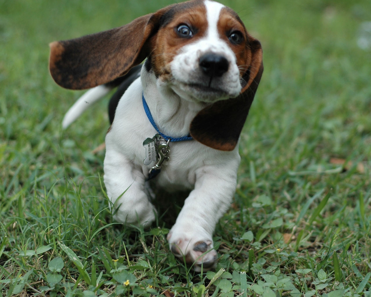 ... basset-hound-puppies; basset_hound_puppies_picture; dogs-dogs-pup