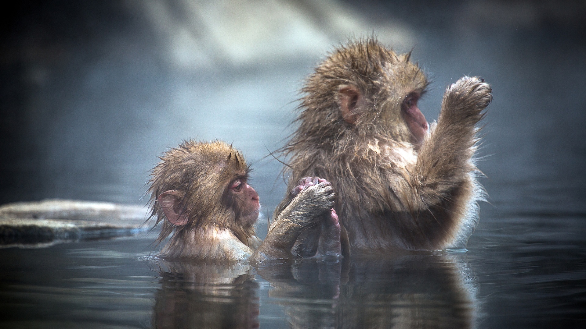 Bathing apes