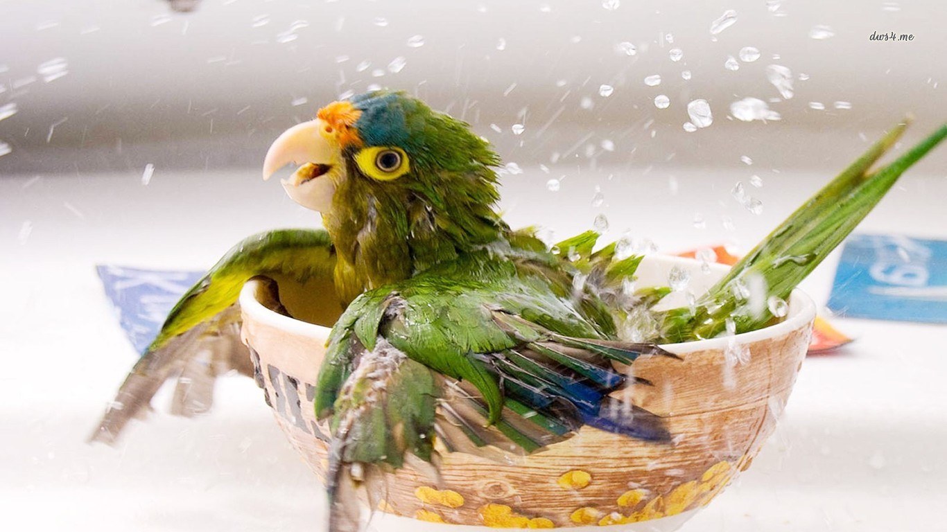 Bathing Parrot