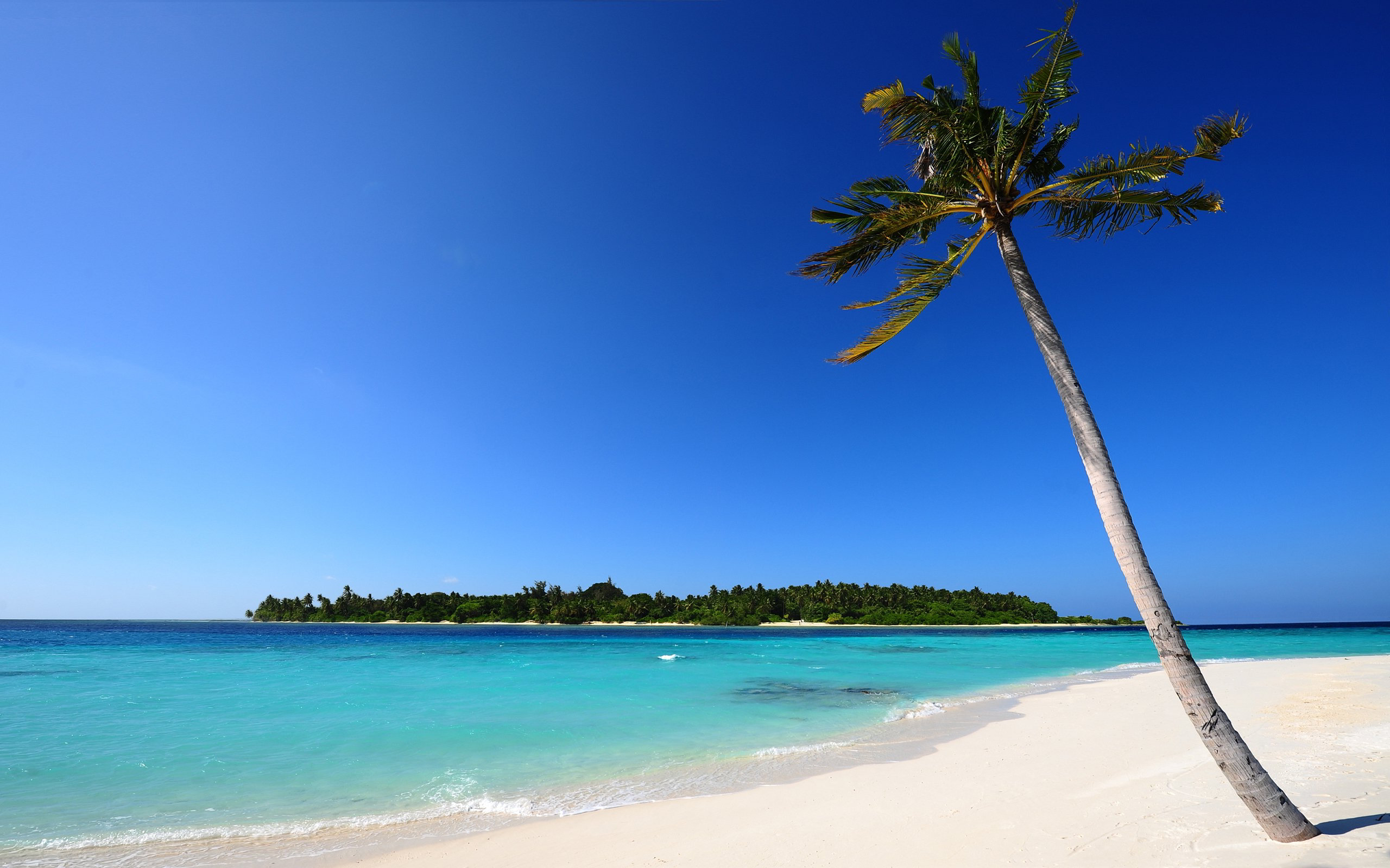 Beach Palm White Sand