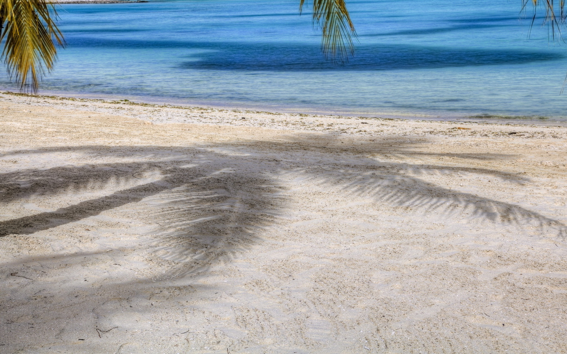 Beach sand palm shadow