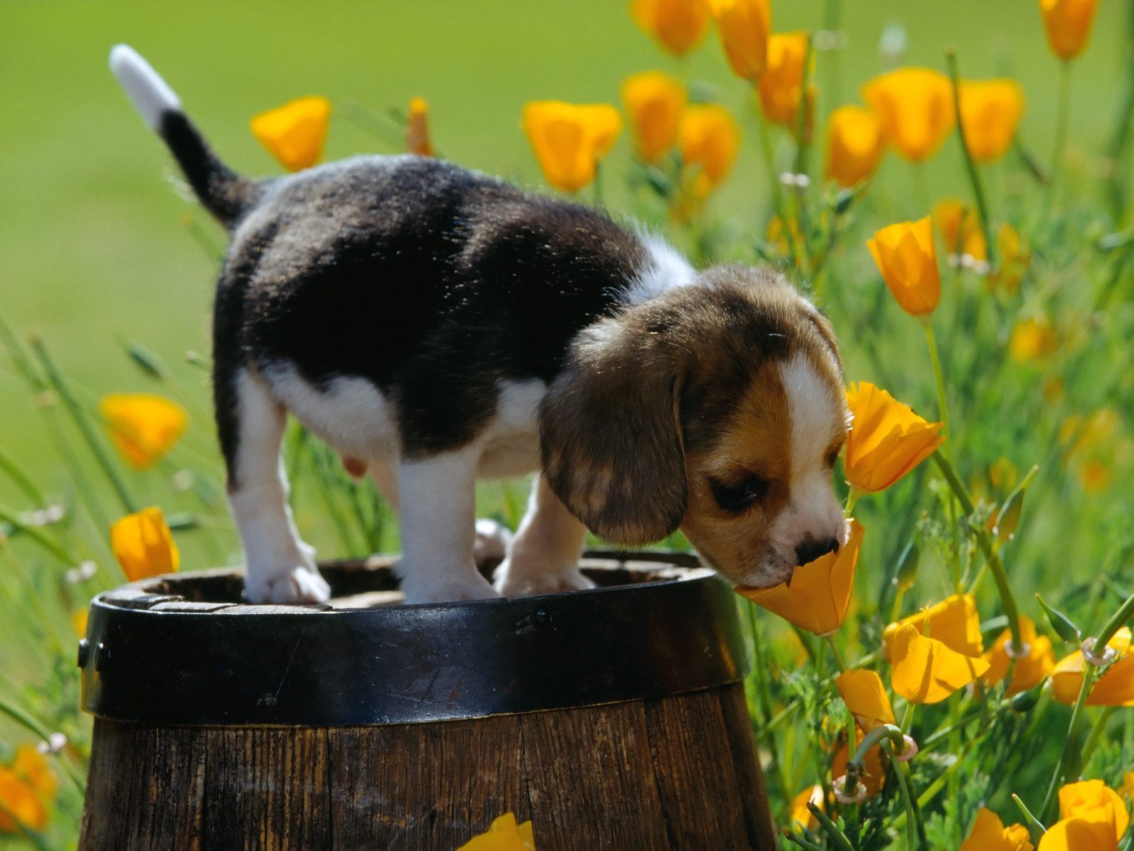 Puppies Cute beagles