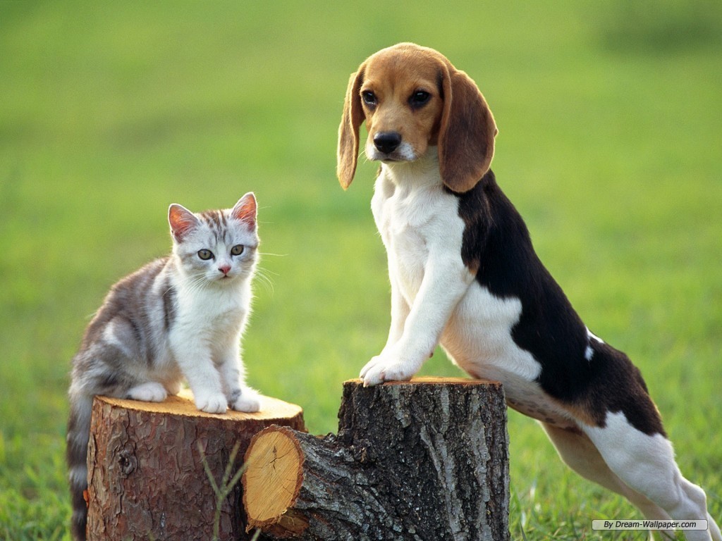 Beagle Puppy Pictures Information