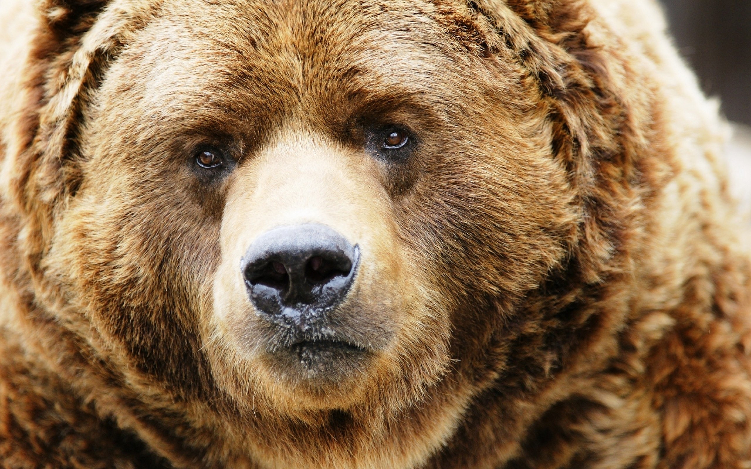 Fluffy bears face