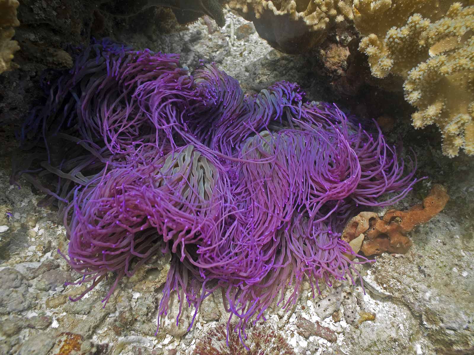 A beautiful purple anemone