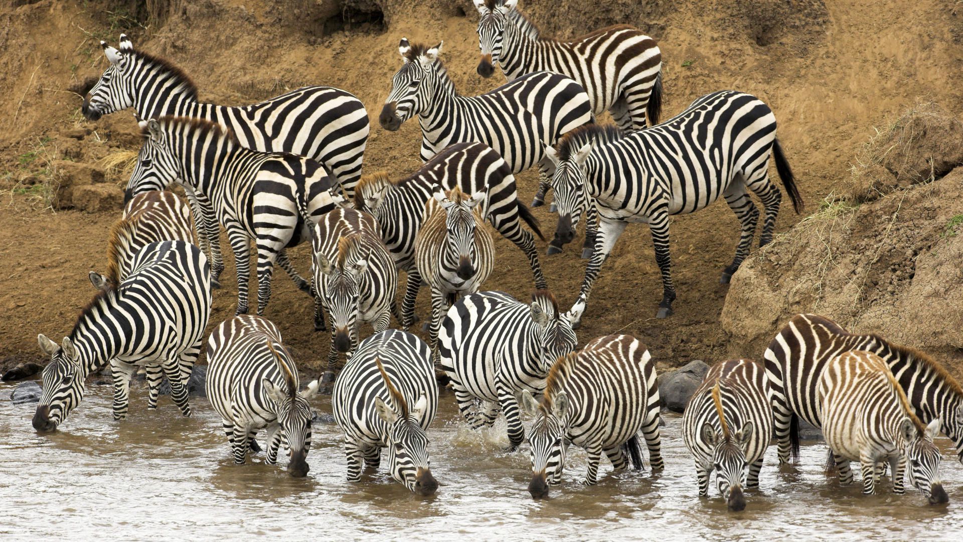 Beautiful Animal Zebras Photo 4 · Prev