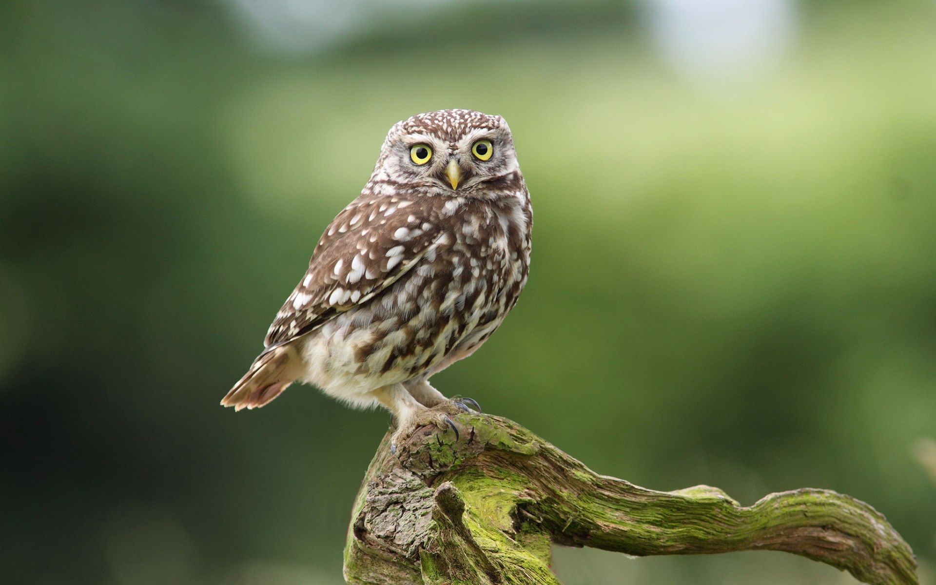 Beautiful Bird Owl