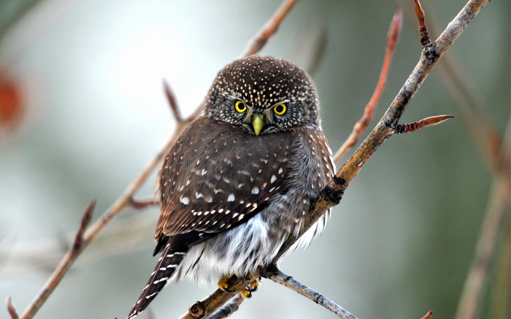 Beautiful Bird Owl Nature