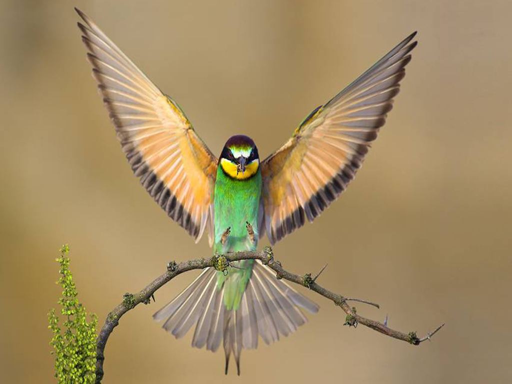 Beautiful Birds Green Bird Opening Wings Wallpaper #110374 - Resolution 1024x768 px