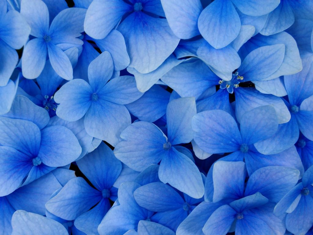 Beautiful Blue Flowers Pictures Widescreen 2 HD Wallpapers