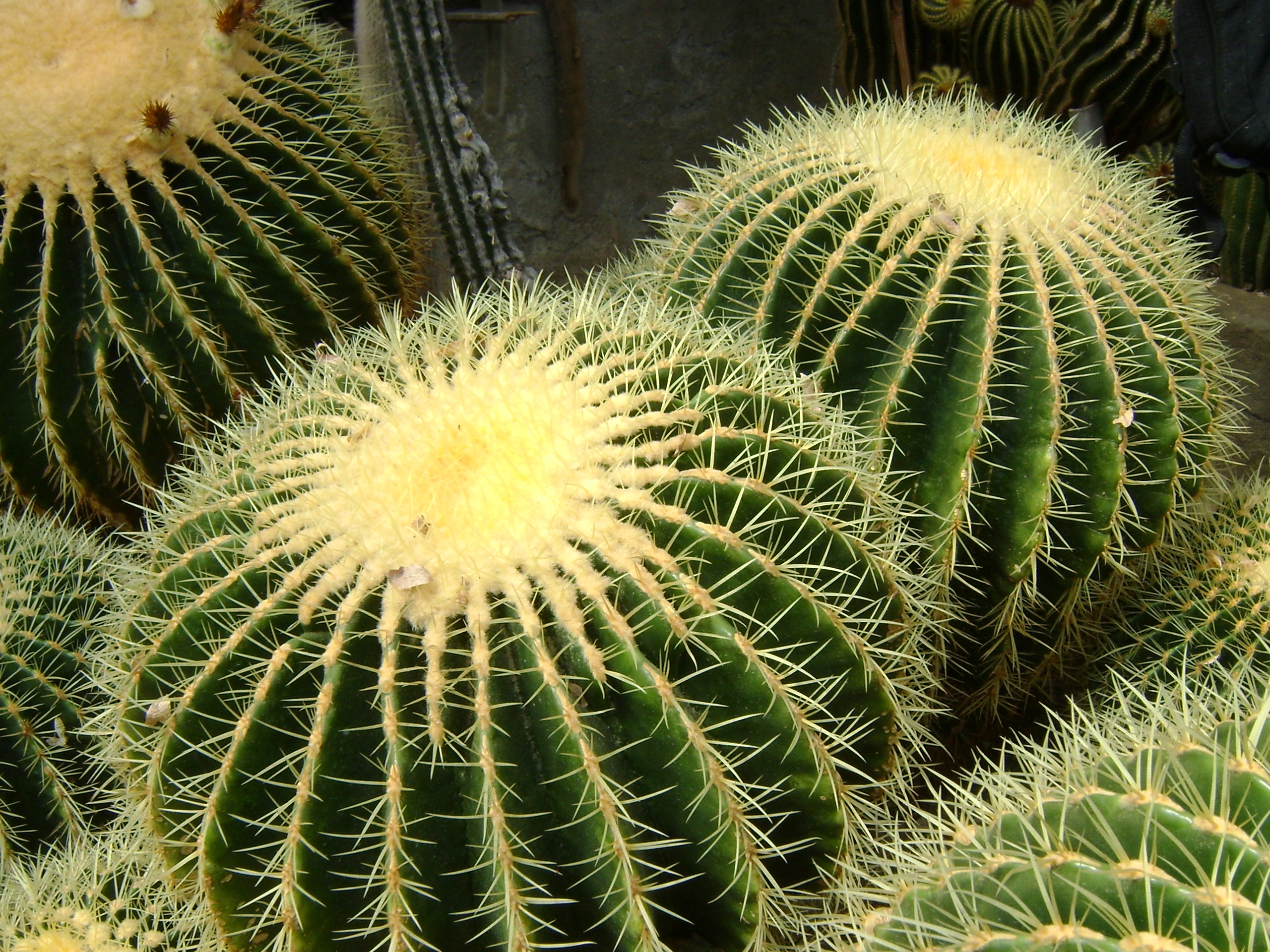 Beautiful Cactus Wallpaper