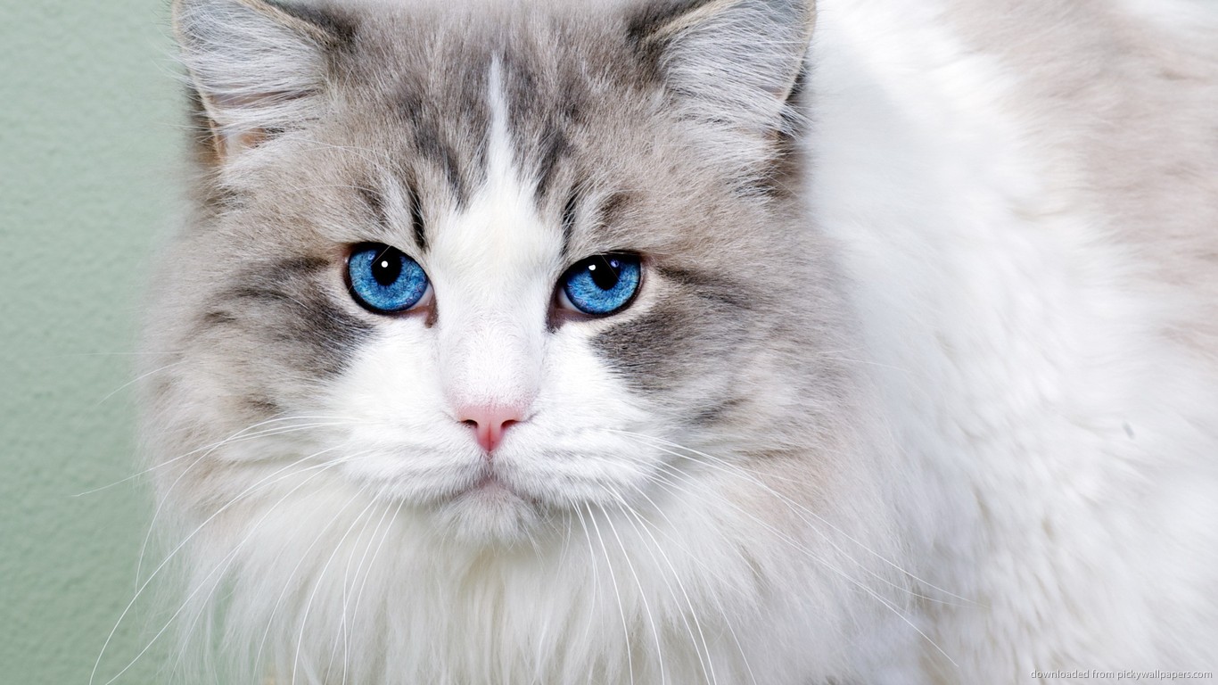 ... Beautiful cat with blue eyes for 1366x768
