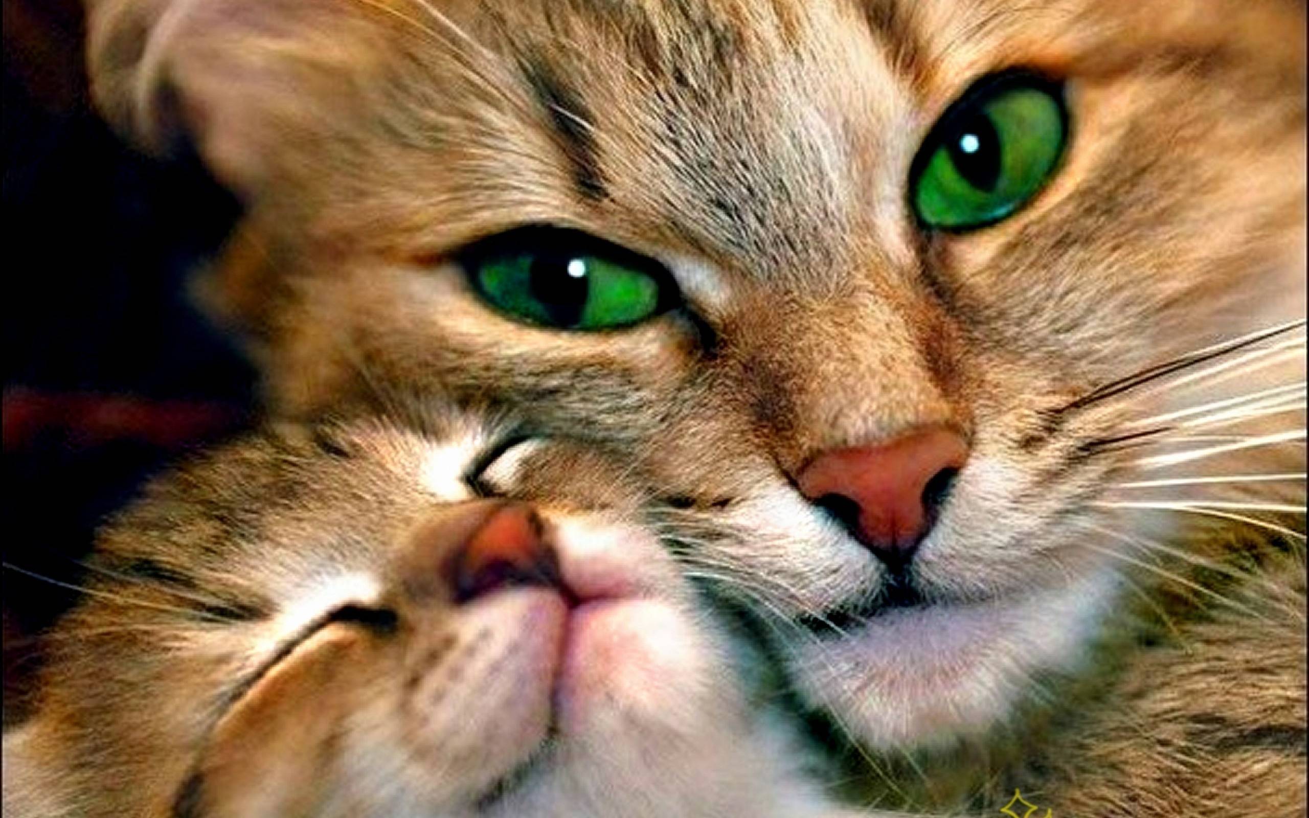 Beautiful Cats