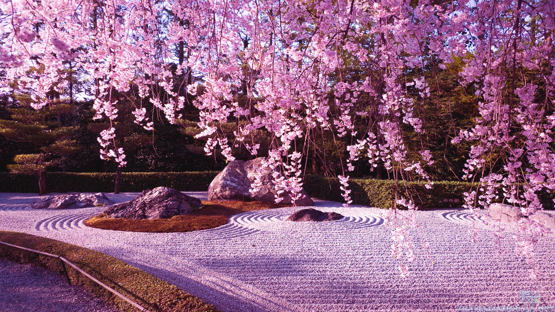 Beautiful Cherry Blossom Wallpaper