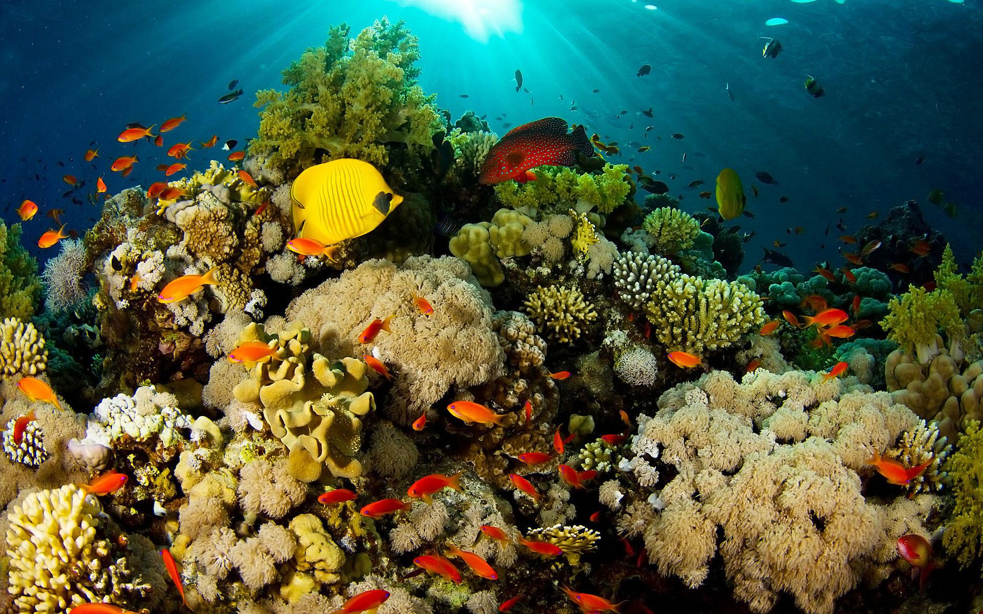 Beautiful Coral Reef Wallpaper