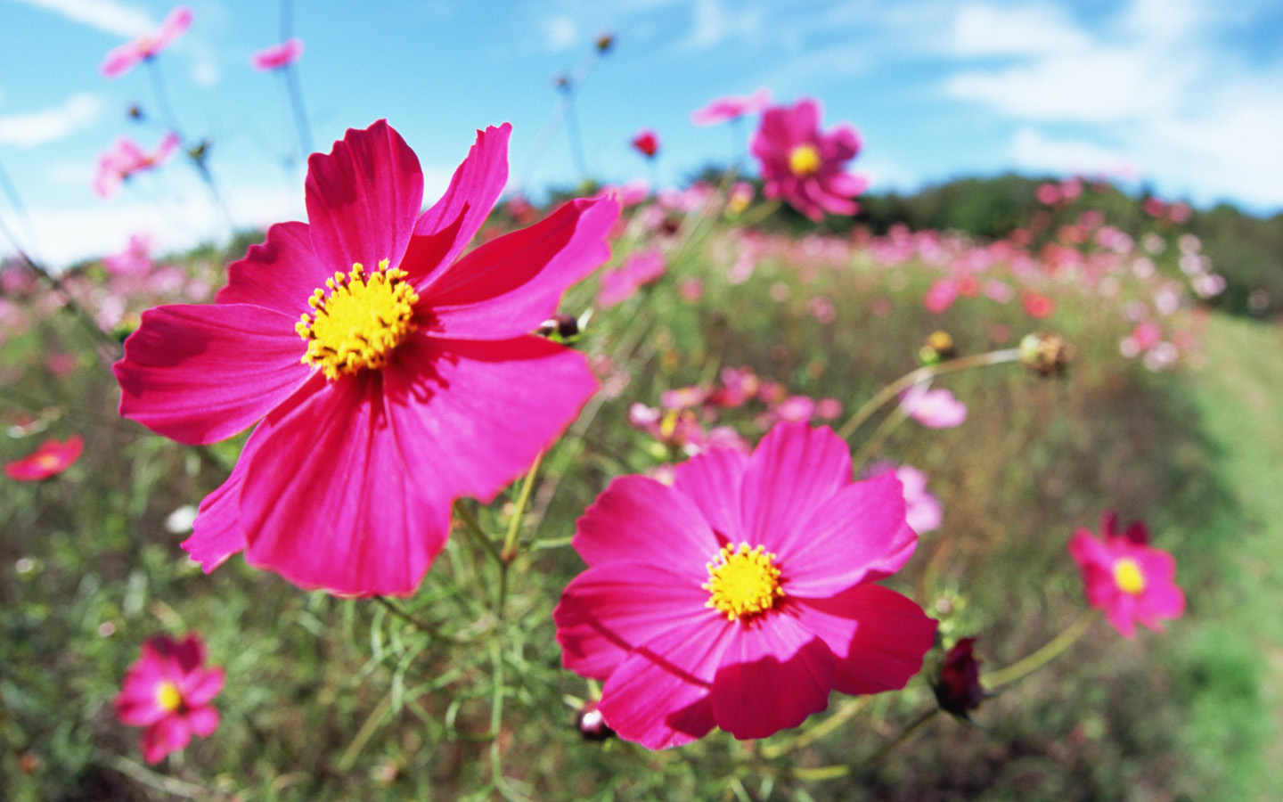 HD Wallpapers 6 Cosmos close-up photo - Cosmos Flowers photps