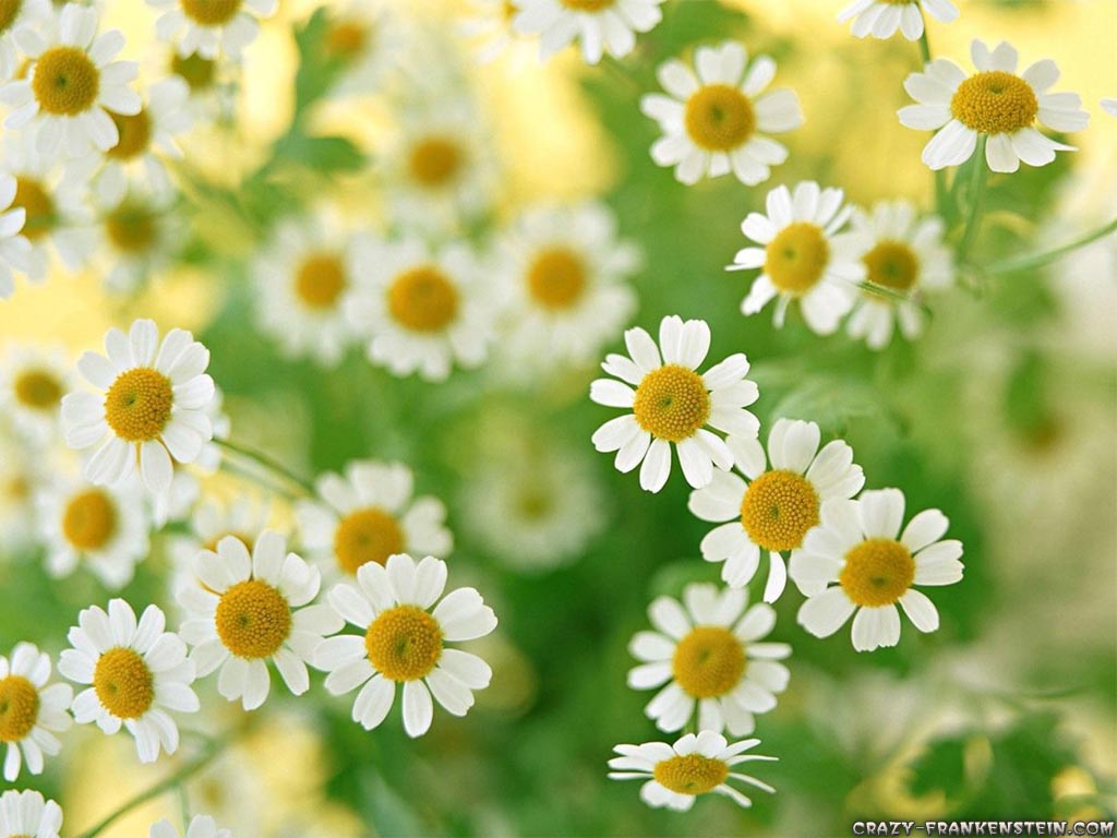 Beautiful White Flowers Wallpaper: Daisy Family Flower Wallpapers Crazy Frankenstein 1024x768px