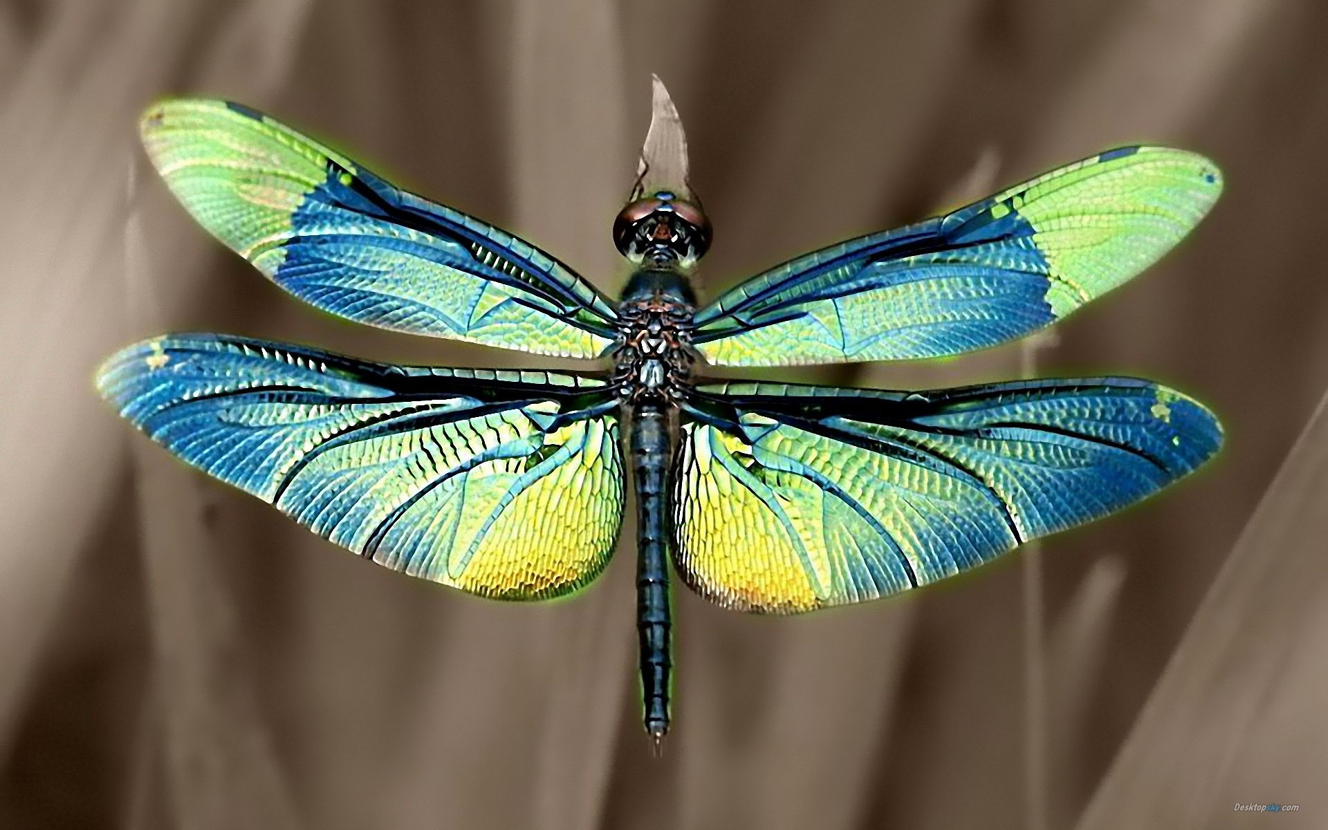 Beautiful Dragonfly Wallpaper 1920x1200 11611