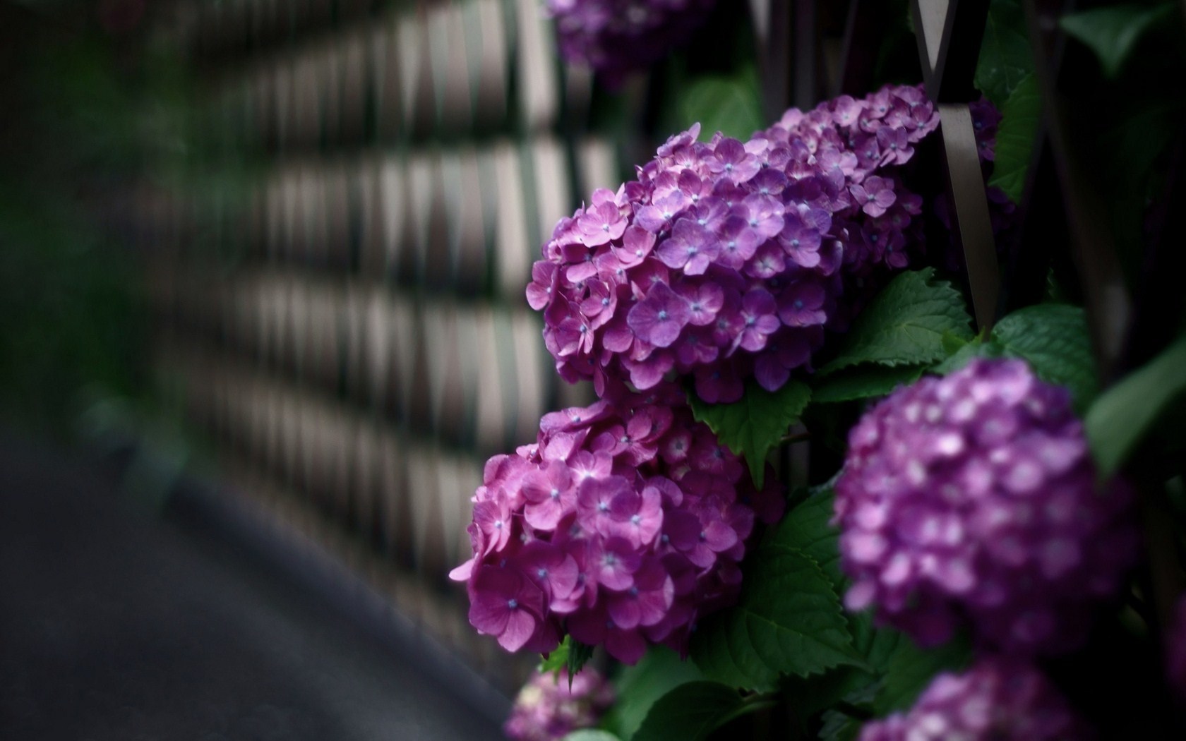 Beautiful Flowers Hydrangea Photo
