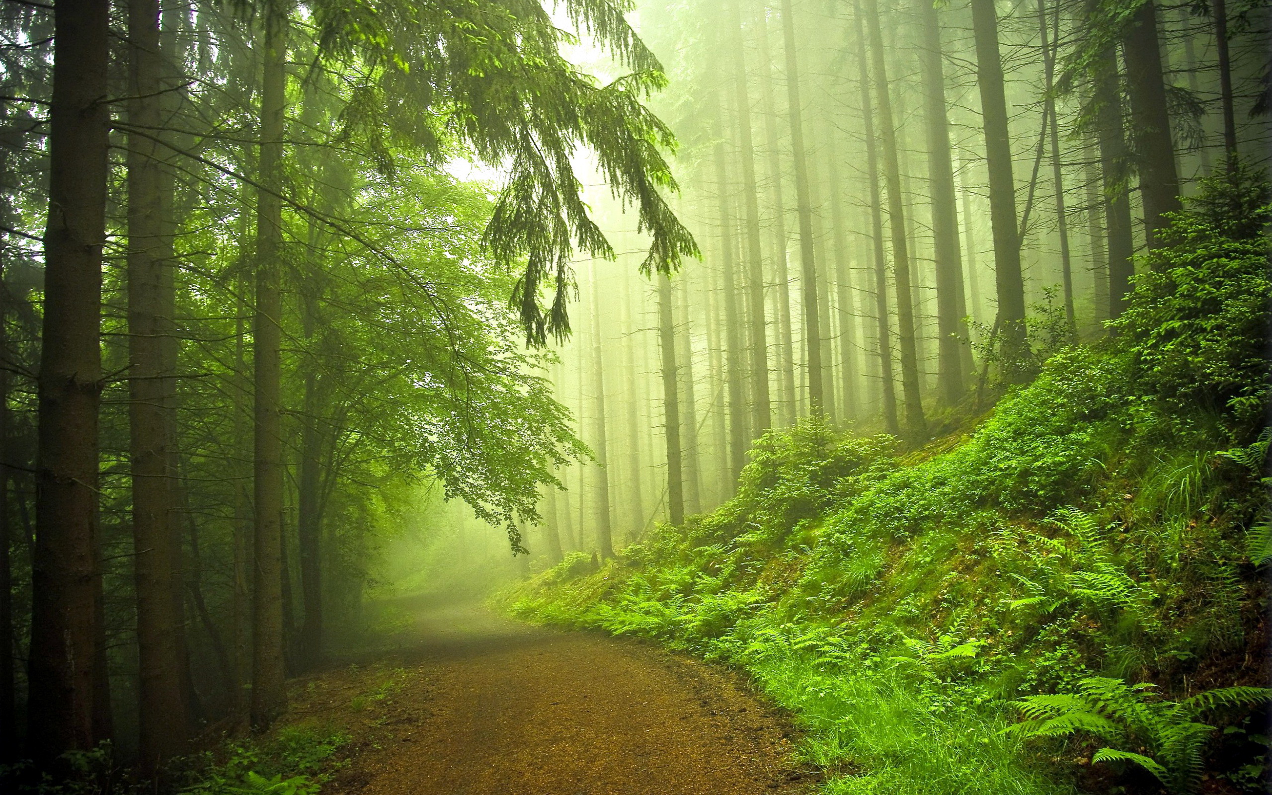 Beautiful Forest · beautiful,nature,forest road,the nature of,tree,green,forest