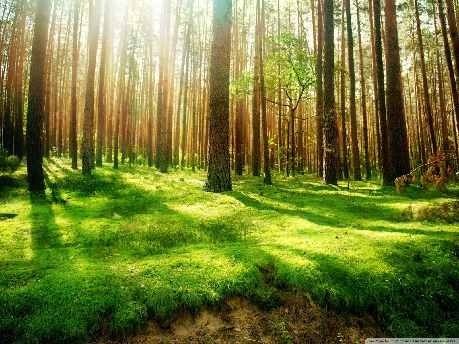 Beautiful Forest Wallpapers