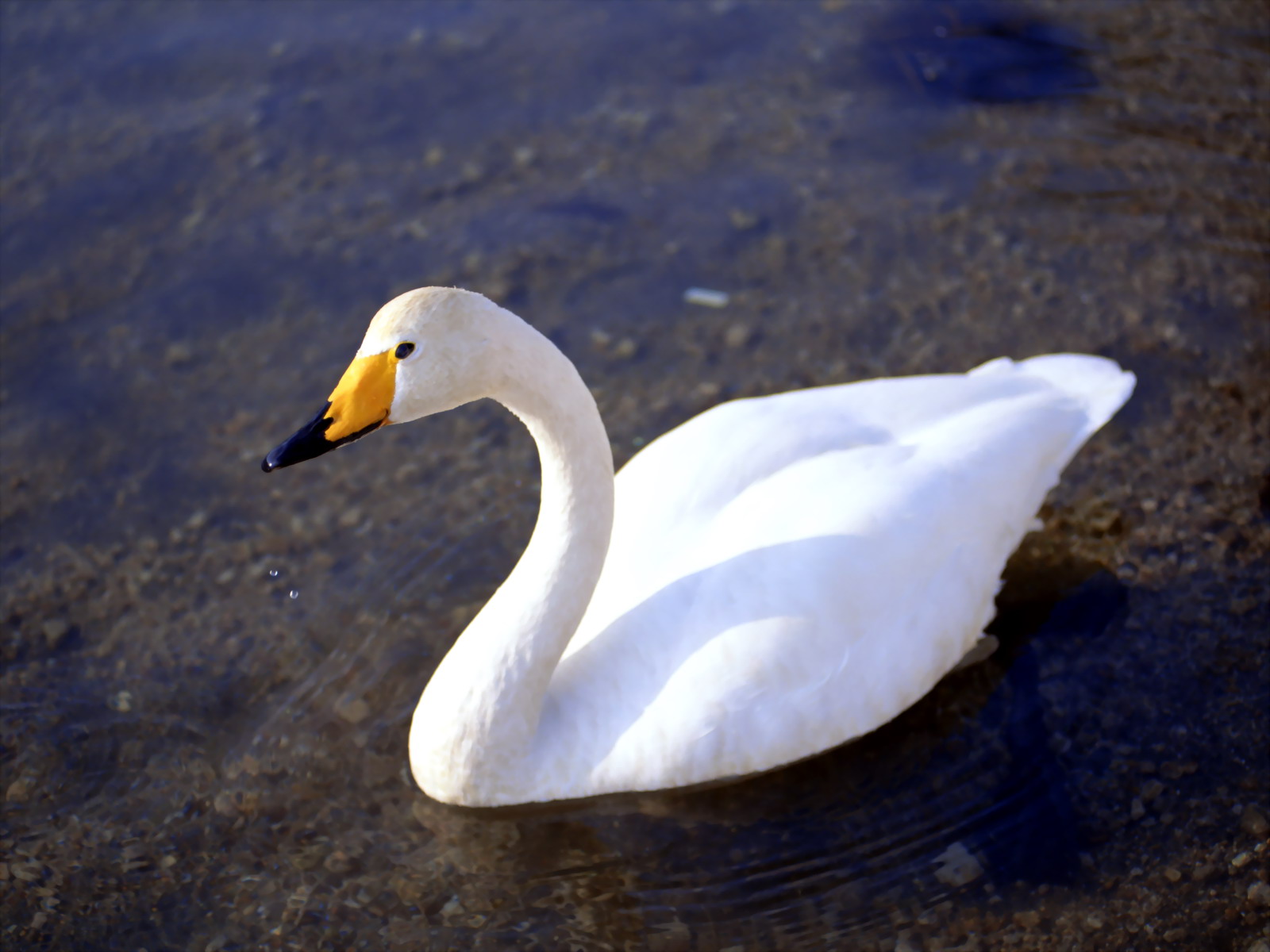 Beautiful Goose