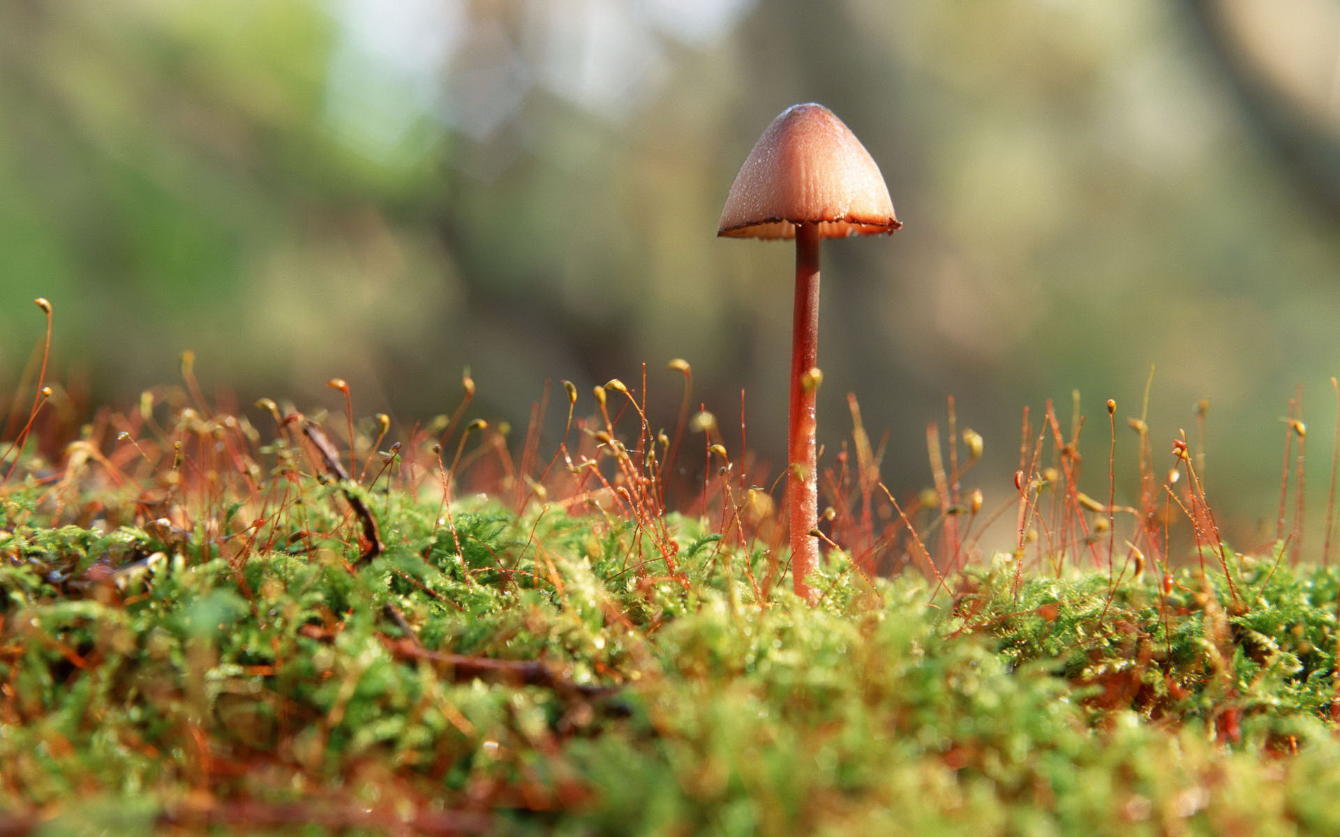 Beautiful wild Mushroom macro photography wallpapers 1920x1200 (1). This entry was posted in . Bookmark the permalink.