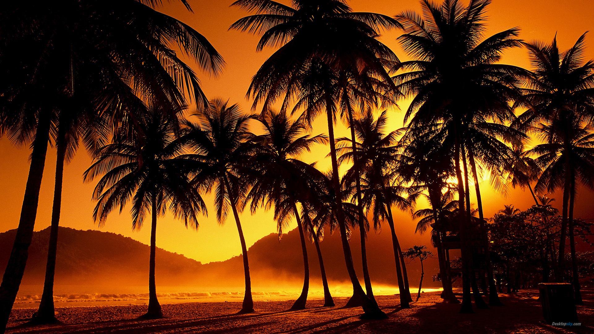 Palm tree sunset beautiful Desktop Wallpaper