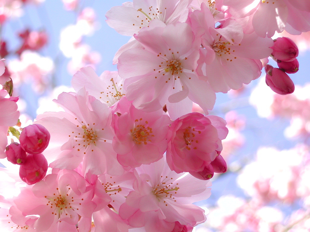 Beautiful Pink Flowers 10279
