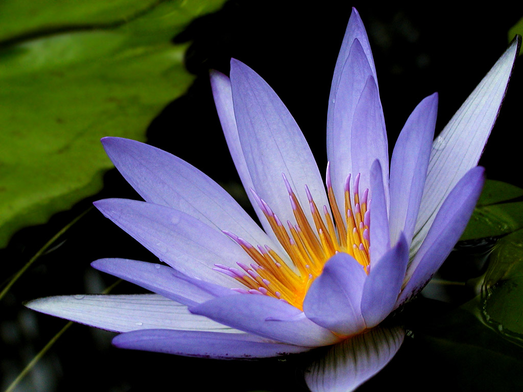 Beautiful Purple Lotus 22568