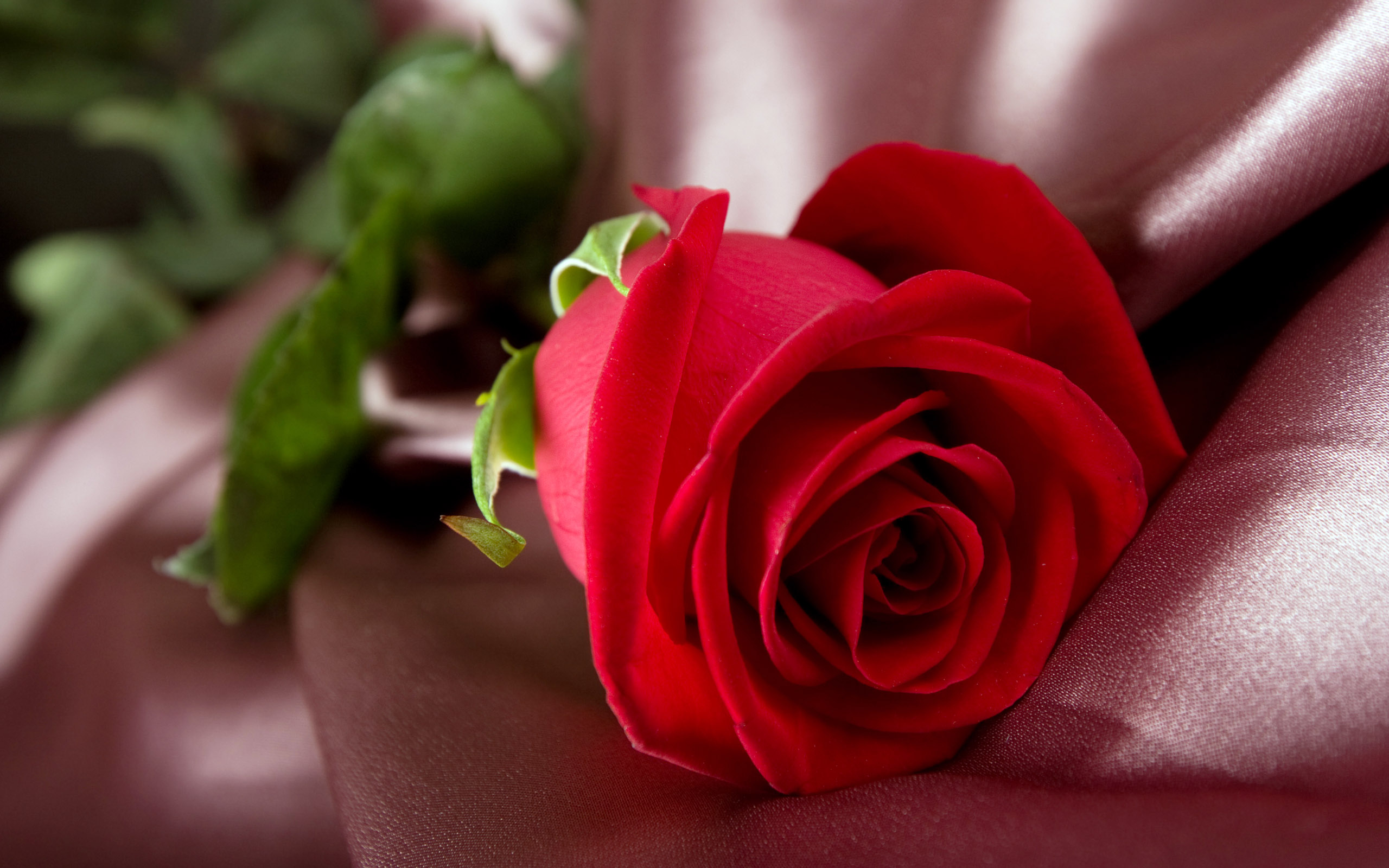 Desktop Wallpapers Flowers Backgrounds Red Rose Super Hd Mco