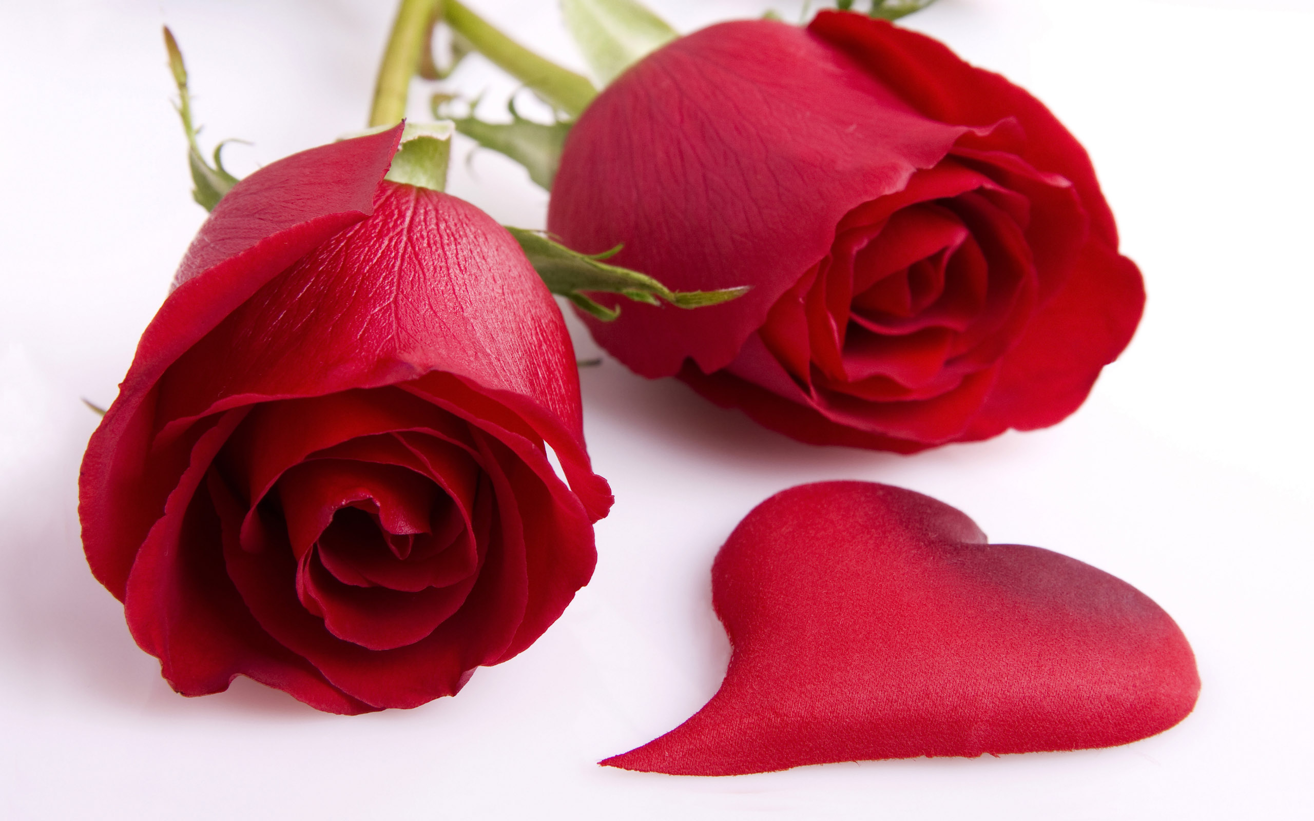 Beautiful Rose Pictures
