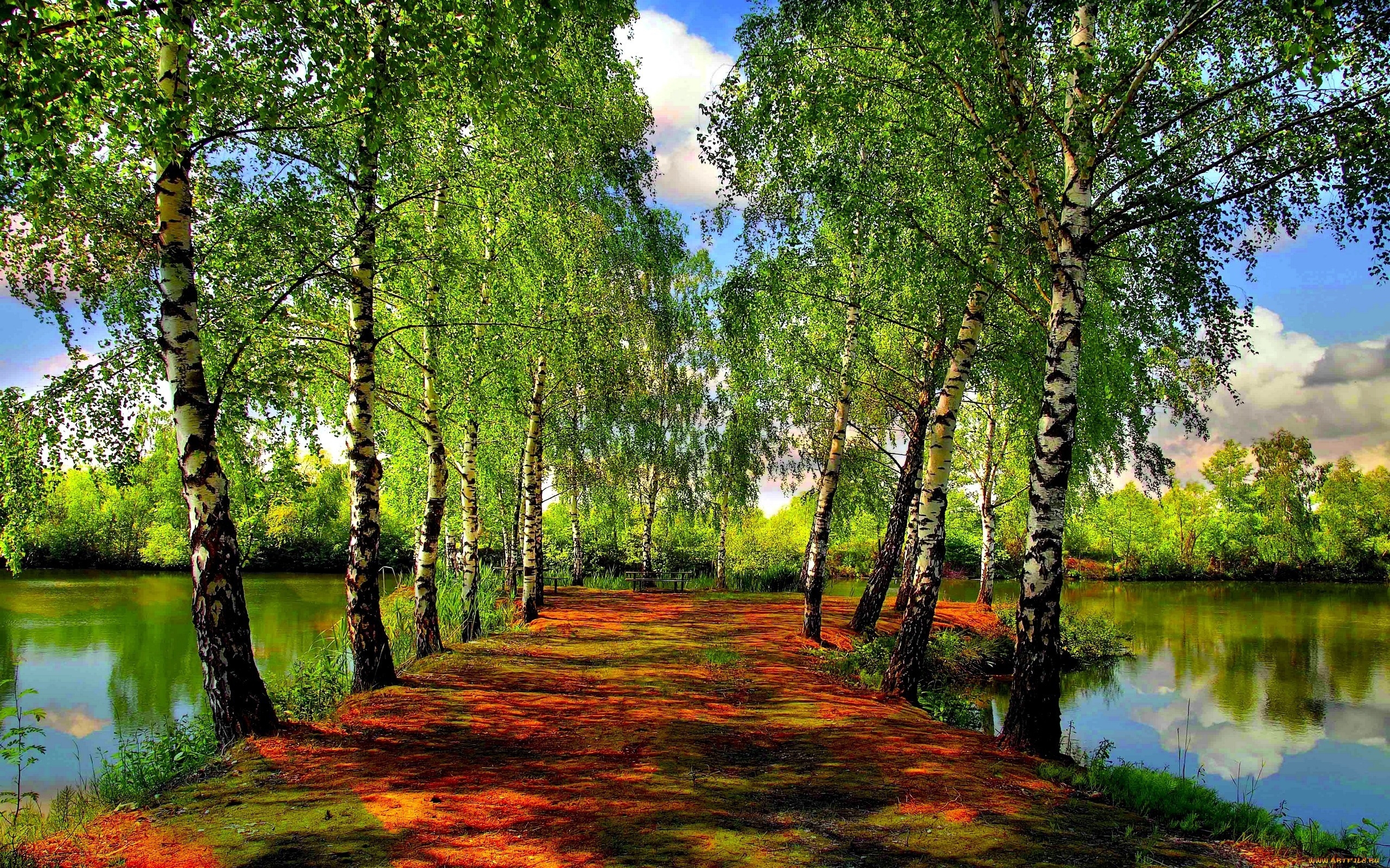 Images and Beautiful Spring Forest Wallpapers 2560x1600px