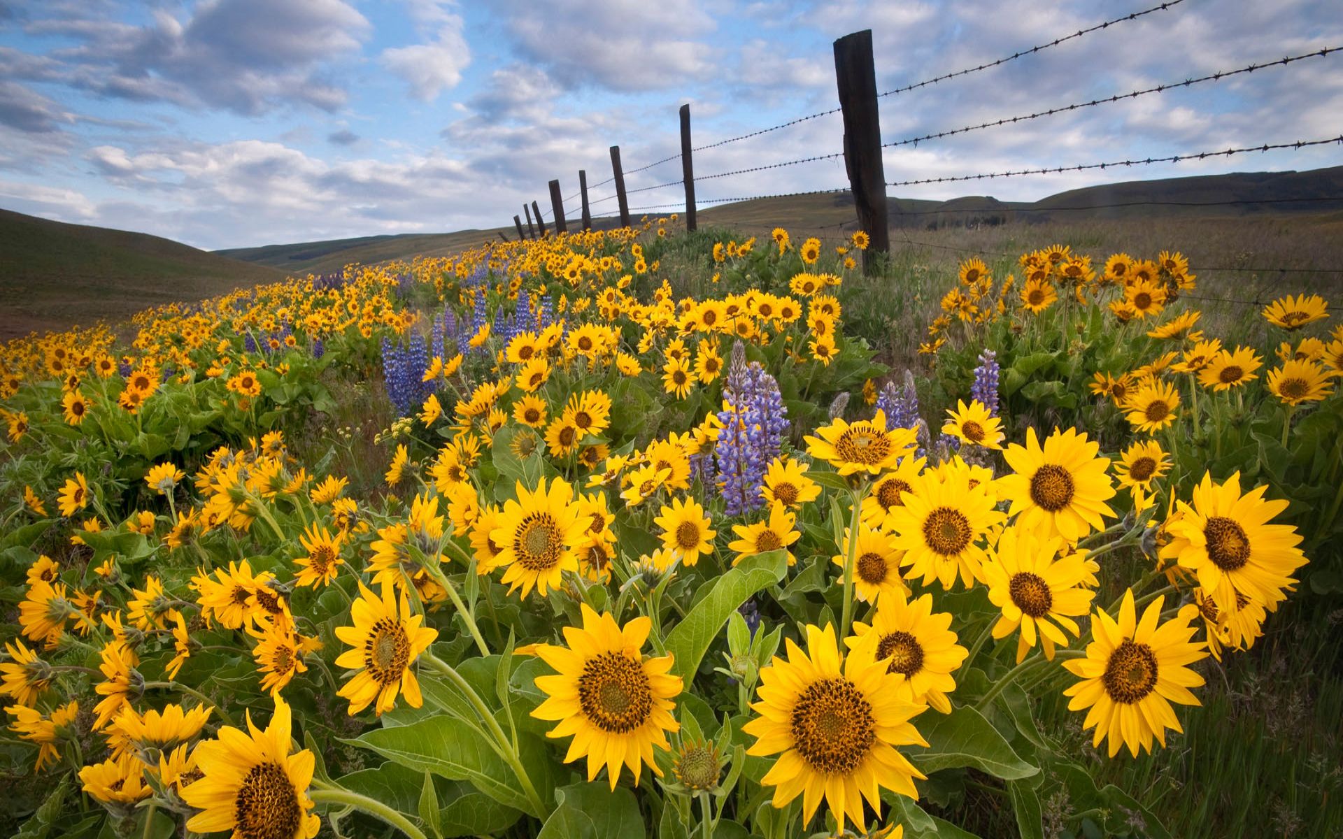 Sunflower Field Wallpaper
