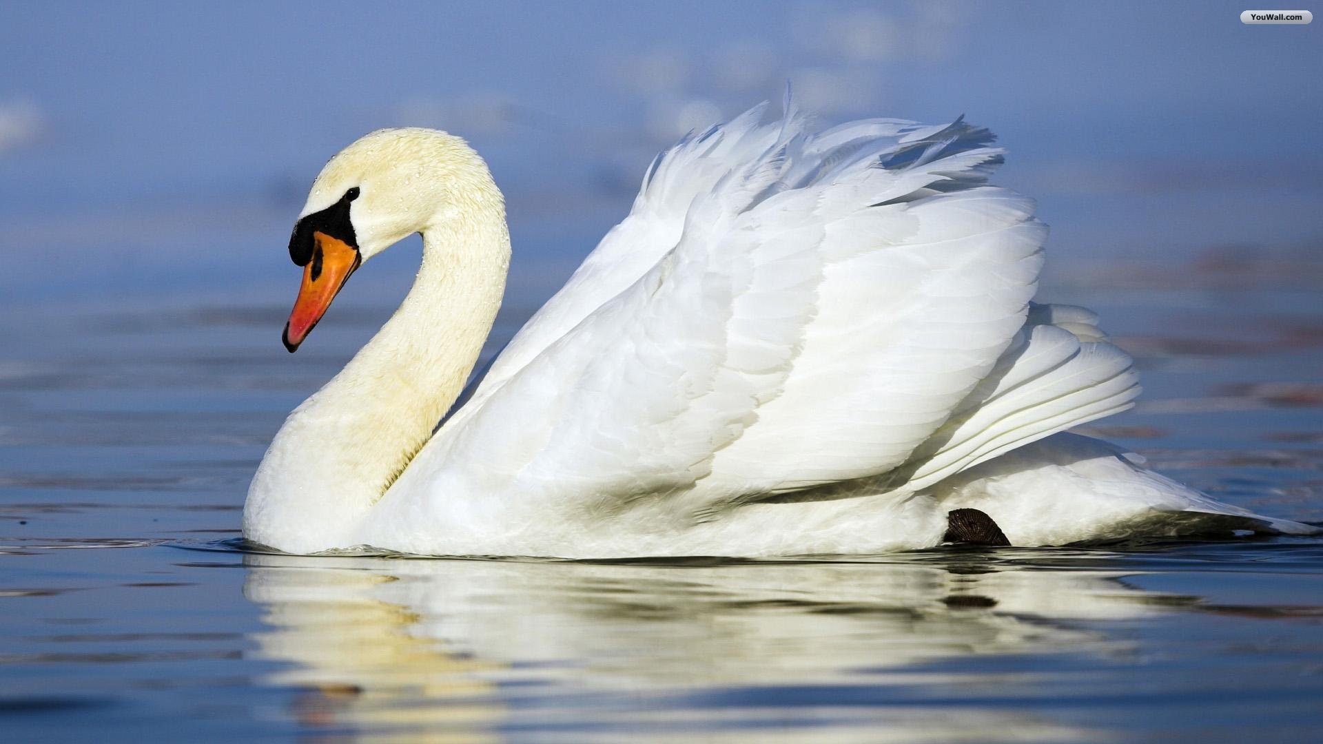 Birds beautiful swan