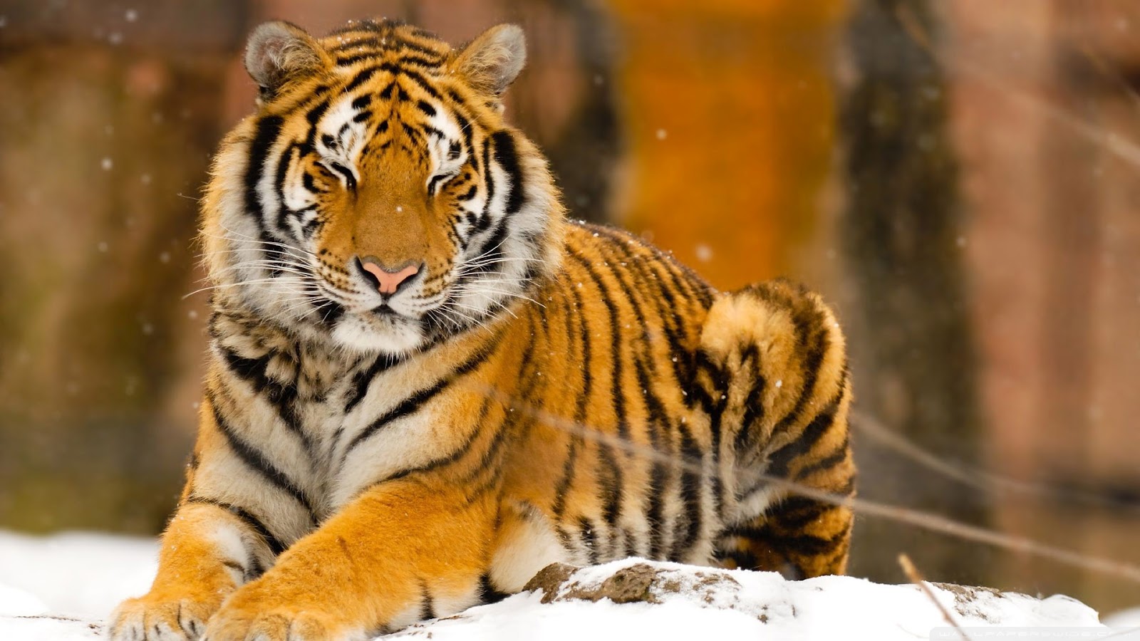 Beautiful Tiger Image 2015 Hd Background Wallpaper 22 Thumb