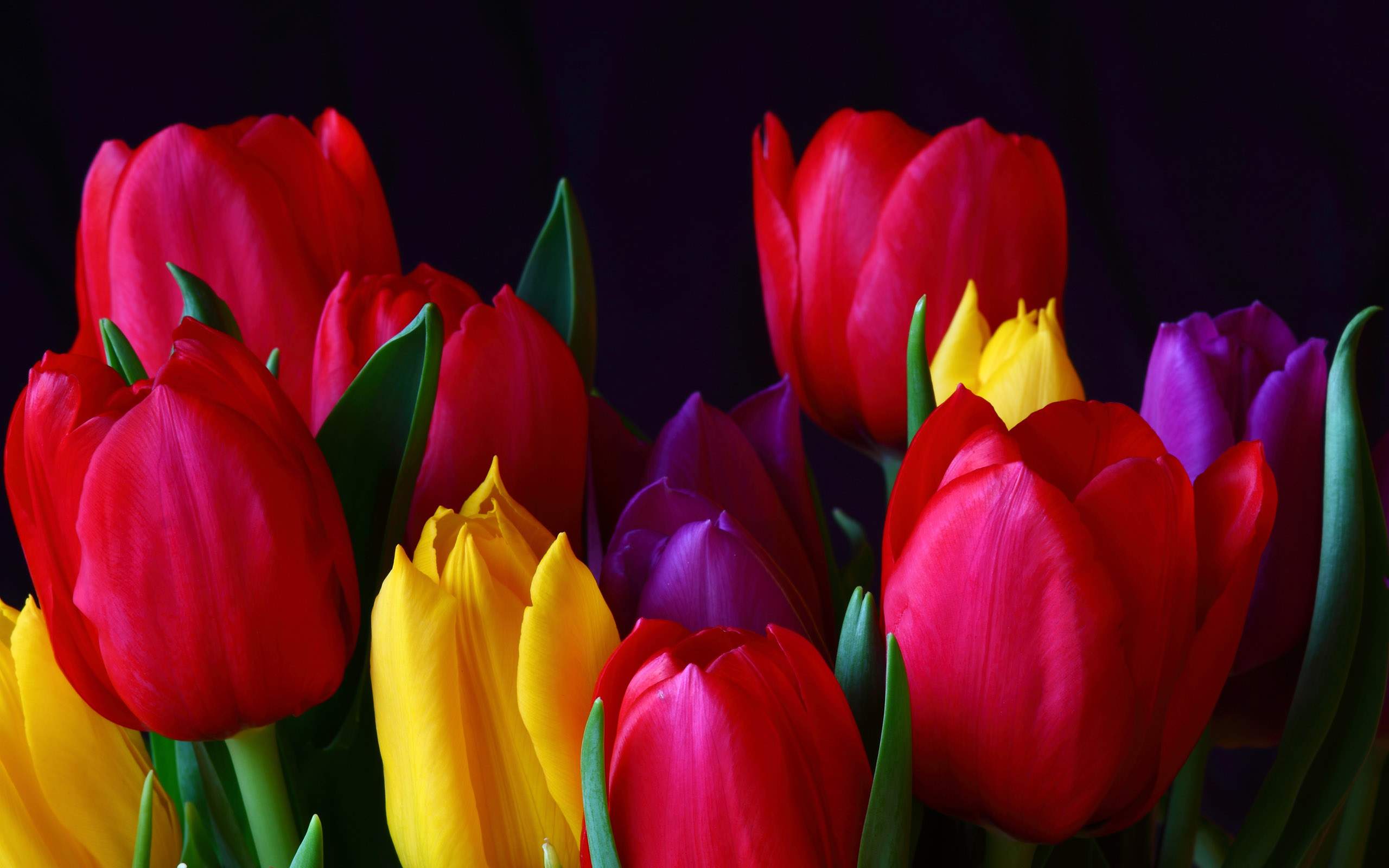 Beautiful Tulips Flowers