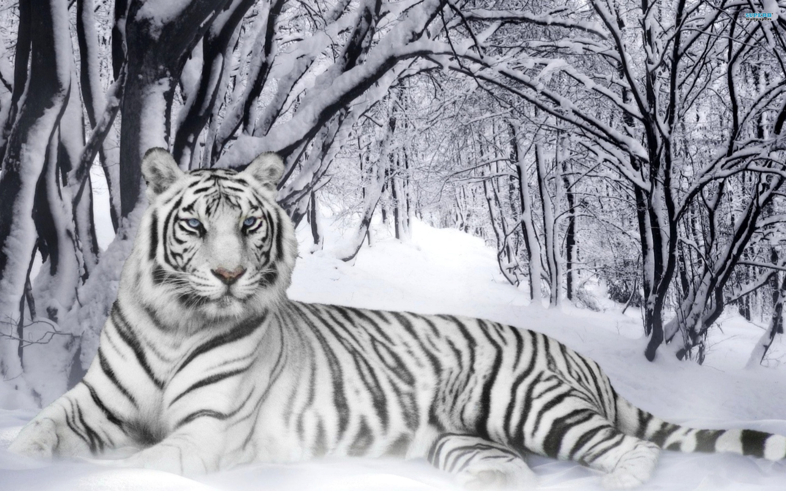 White tiger photo gallery