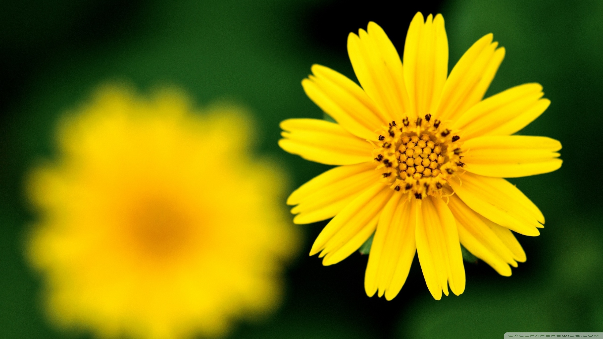 Beautiful Yellow Flower