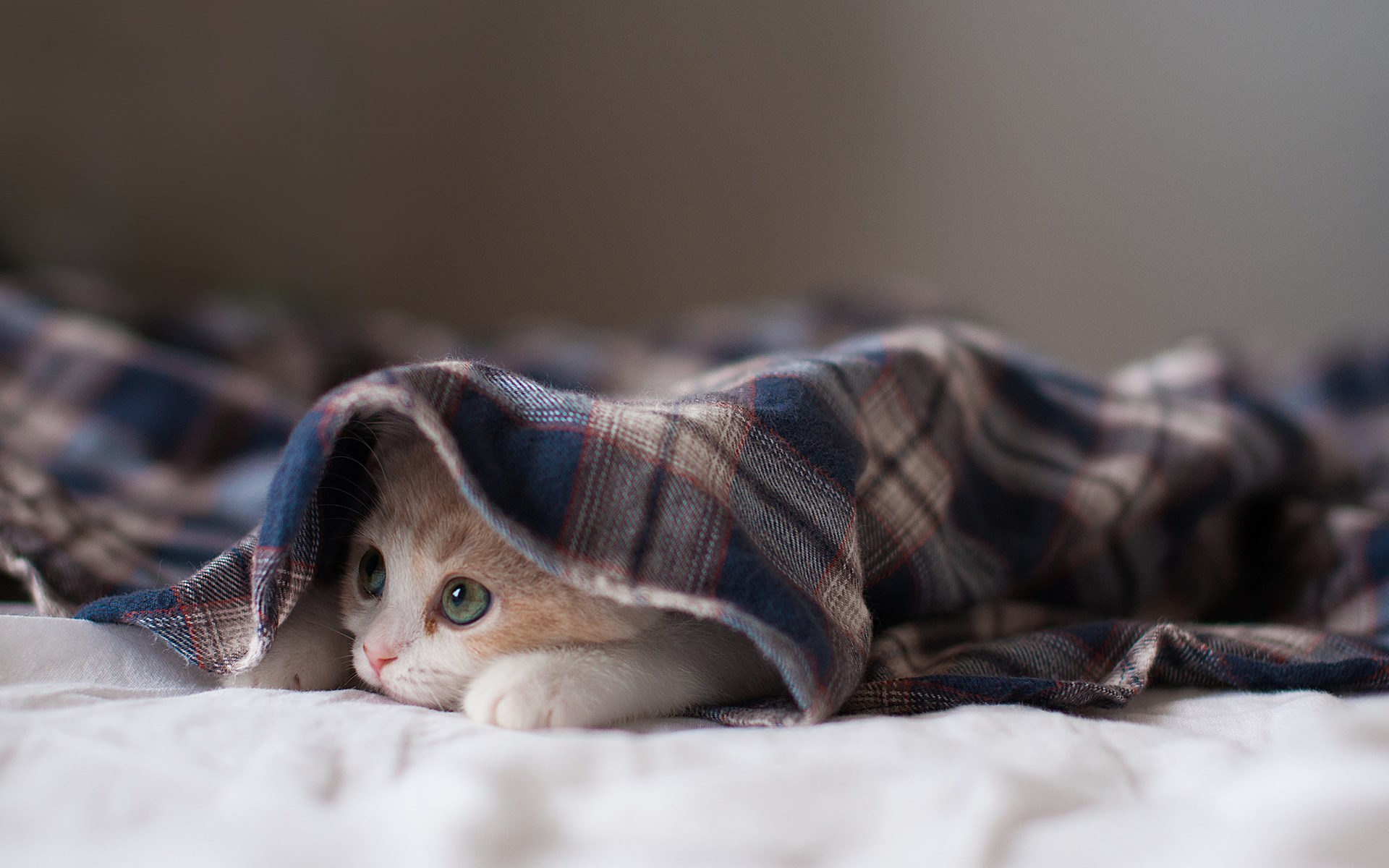 Cute Bed Kitten Wallpaper 43751