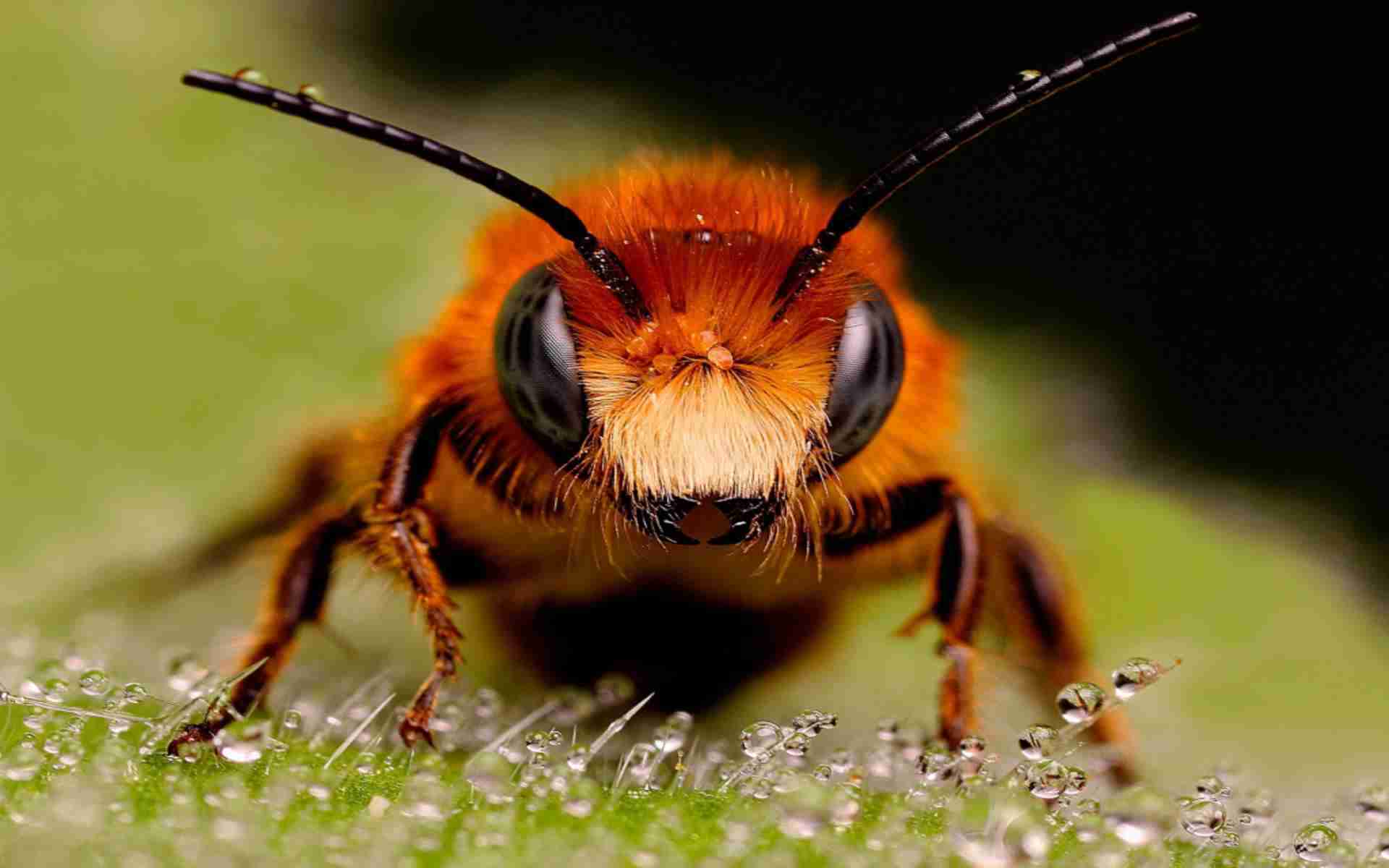 DOWNLOAD: bee-insect-eyes-surface free picture 2560 x 1600